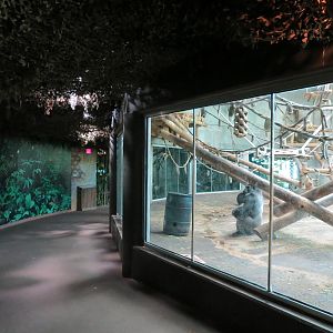 Gorilla Forest - Western Lowland Gorilla Exhibit - Indoor Exhibit