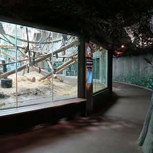 Gorilla Forest - Western Lowland Gorilla Exhibit - Indoor Exhibit