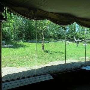 Gorilla Forest - Western Lowland Gorilla Exhibit