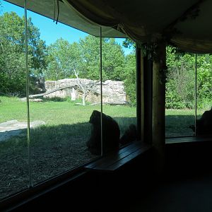 Gorilla Forest - Western Lowland Gorilla Exhibit