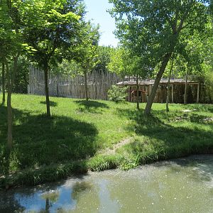Gorilla Forest - Okapi Exhibit 1