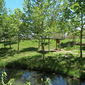 Gorilla Forest - Okapi Exhibit 2