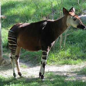 Gorilla Forest - Okapi Exhibit 2