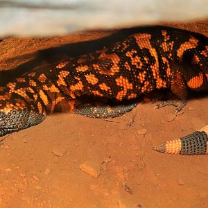Gila Monster (Heloderma suspectum)