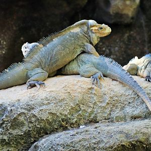 Rhinoceros Iguana (Cyclura cornuta)