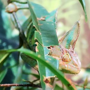 Veiled Chameleon (Chamaeleo calyptratus)