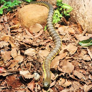 Eastern Tiger Snake (Notechis scutatus scutatus)