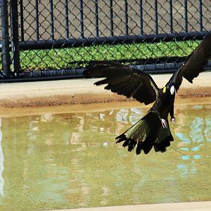 Yellow-tailed Black Cockatoo (Calyptorhynchus funereus)