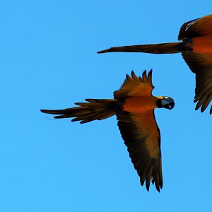 Blue and Gold Macaws (Ara ararauna)