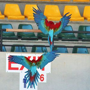 Green-winged Macaw (Ara chloropterus)