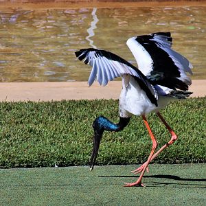 Black-necked Stork (Ephippiorhynchus asiaticus)