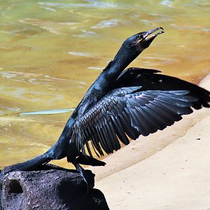 Great Cormorant (Phalacrocorax carbo)