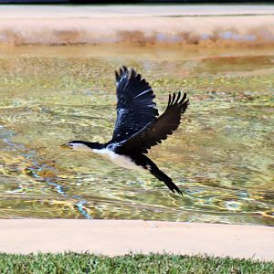 Little Pied Cormorant (Microcarbo melanoleucos)