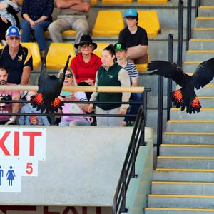 Red-tailed Black Cockatoo (Calyptorhynchus banksii)