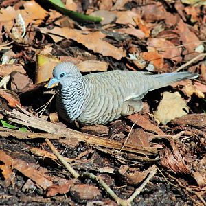 Peaceful Dove (Geopelia placida)