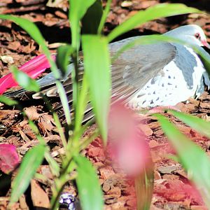 Wonga Pigeon (Leucosarcia melanoleuca)