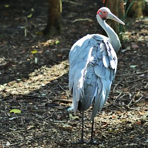 Brolga (Grus rubicunda)