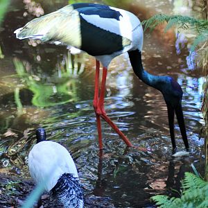Black-necked Stork (Ephippiorhynchus asiaticus)