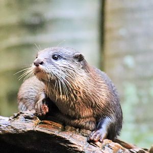 Asian Small-clawed Otter (Aonyx cinereus)