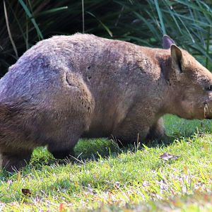Southern Hairy-nosed Wombat (Lasiorhinus latifrons)