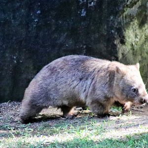 Common Wombat (Vombatus ursinus)