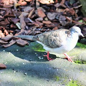 Bar-shouldered Dove (Geopelia humeralis)