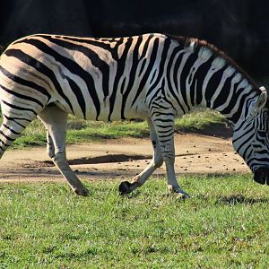Plains Zebra (Equus quagga)