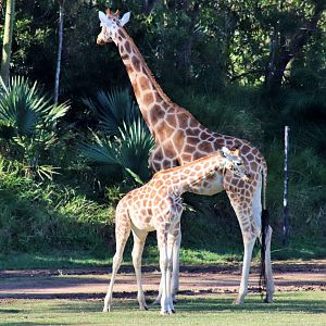 Giraffe (Giraffa camelopardalis)