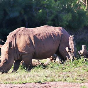 Southern White Rhino (Ceratotherium simum simum)
