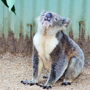 Koala (Phascolarctos cinereus)