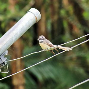 Grey Fantail (Rhipidura albiscapa)-Wild