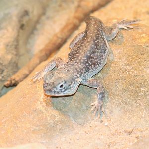 Central Netted Dragon (Ctenophorus nuchalis)