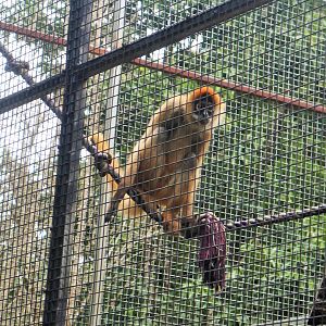 Black-handed Spider Monkey (Ateles geoffroyi)