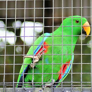 Eclectus Parrot (Eclectus roratus)