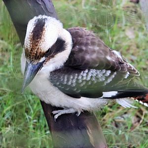 Laughing Kookaburra (Dacelo novaeguineae)- Rescued Bird