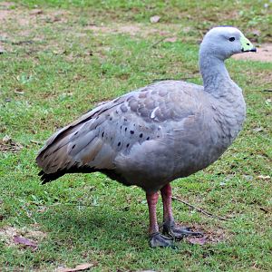 Cape Barren Goose (Cereopsis novaehollandiae)