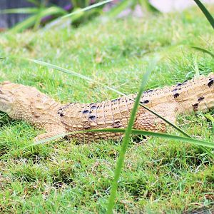 Freshwater Crocodile (Crocodylus johnsoni)