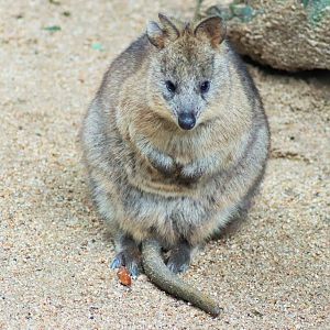 Quokka (Setonix brachyurus)
