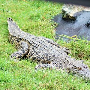 Saltwater Crocodile (Crocodylus porosus)
