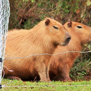 Capybara (Hydrochoerus hydrochaeris)