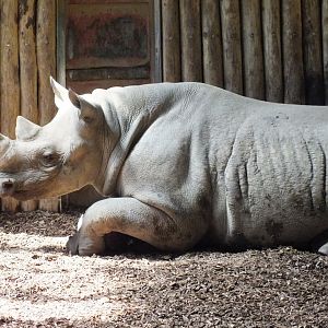Mystery Female Rhino 28/06/18