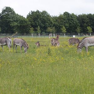 Grevy's Zebra and Waterbuck 14/06/18