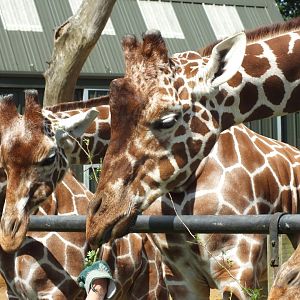 Reticulated Giraffe 14/06/18