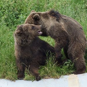 Brown Bears 14/06/19