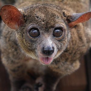 Northern greater galago (Otolemur garnettii)
