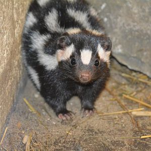 Eastern spotted skunk (Spilogale putorius)