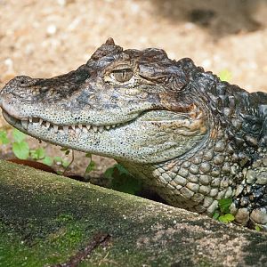 Broad-snouted caiman (Caiman latirostris)