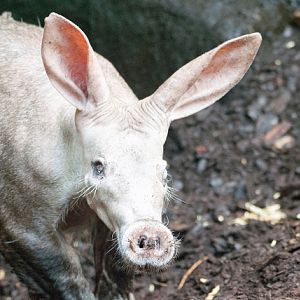 Aardvark