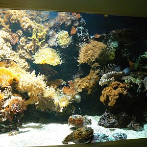 Lionfish/ Stonefish Aquarium - 27 June 2018