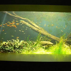 Lungfish Aquarium - 27 June 2018